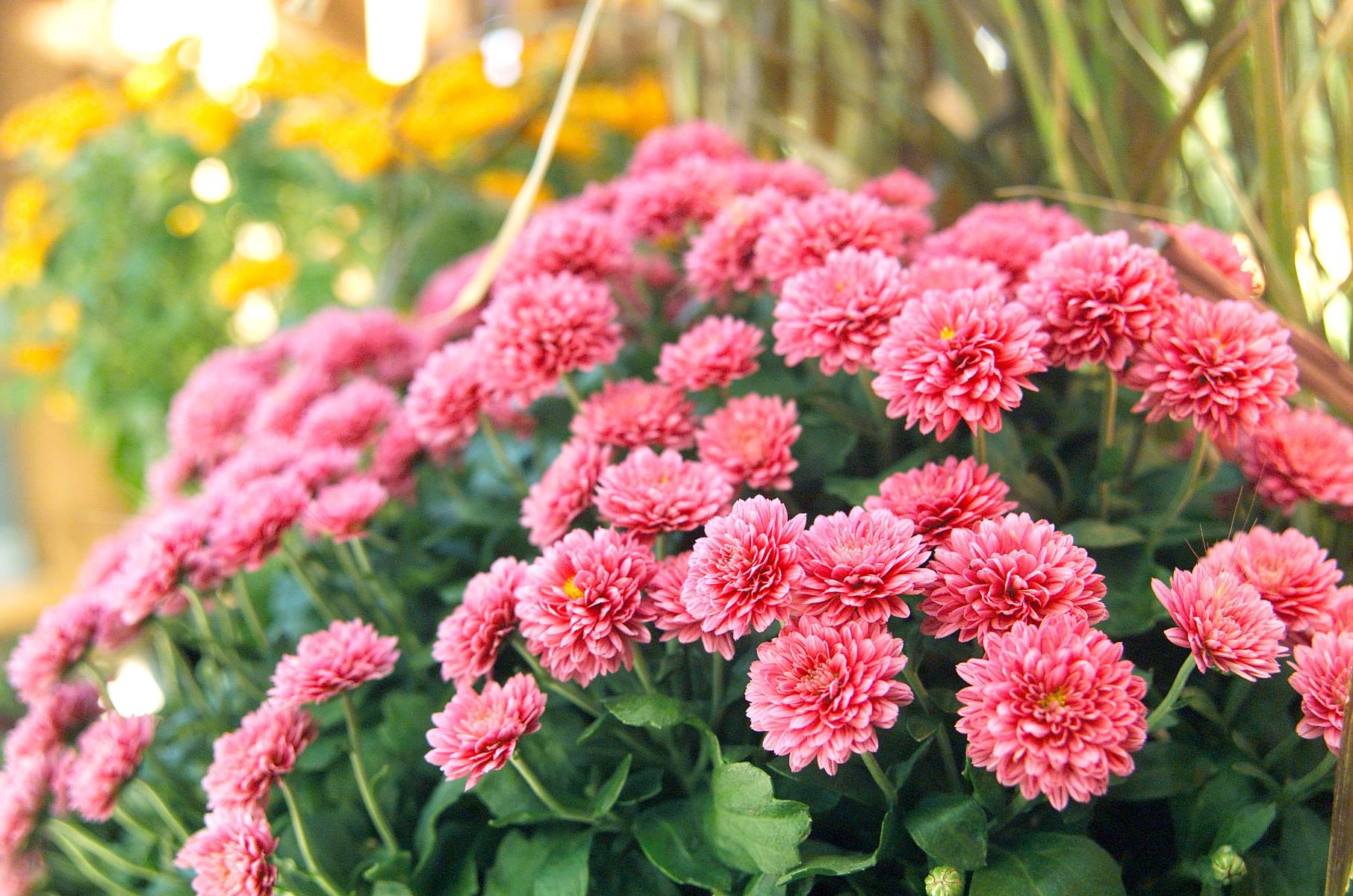 When Do Mums Bloom In Michigan