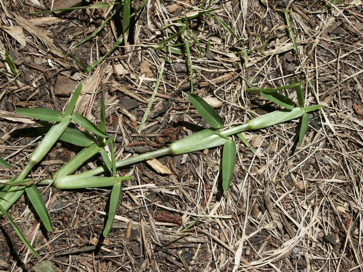 When Does St. Augustine Grass Go Dormant In Texas