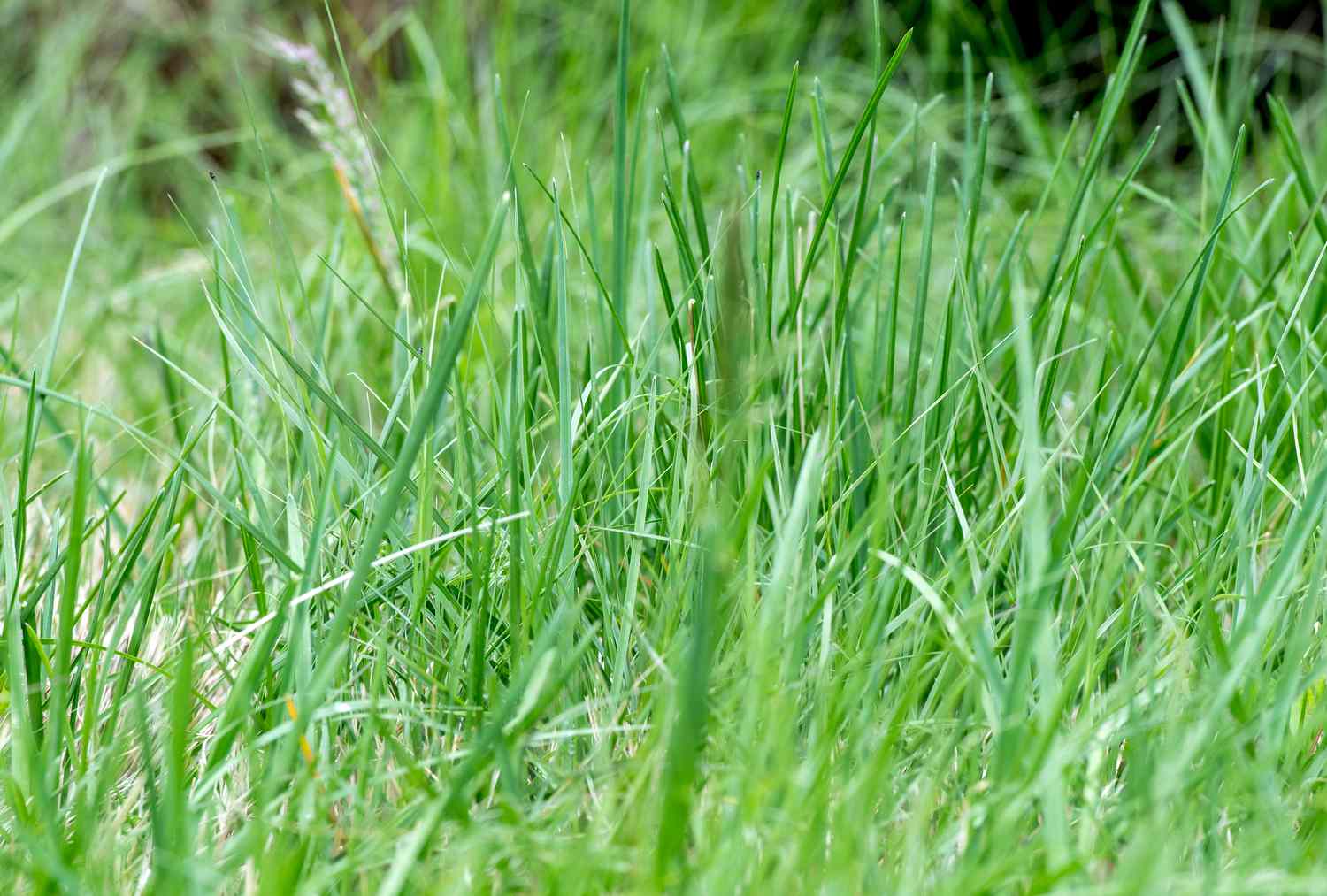 When Is The Best Time To Plant Buffalo Grass