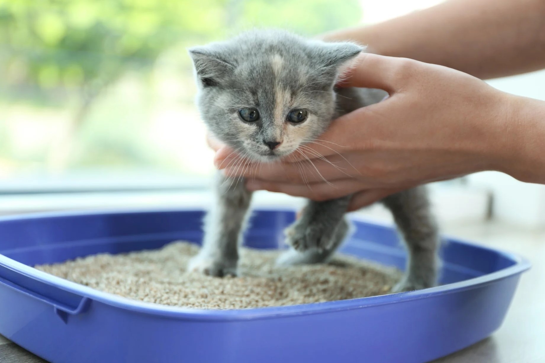 When Should Kittens Start Using A Litter Box
