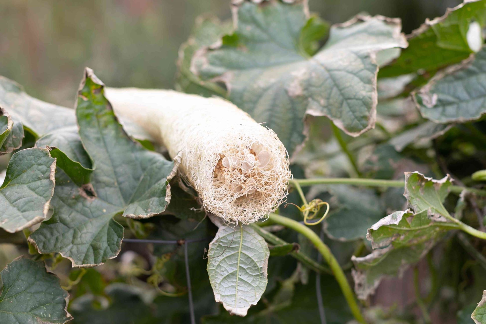 When To Harvest A Loofah
