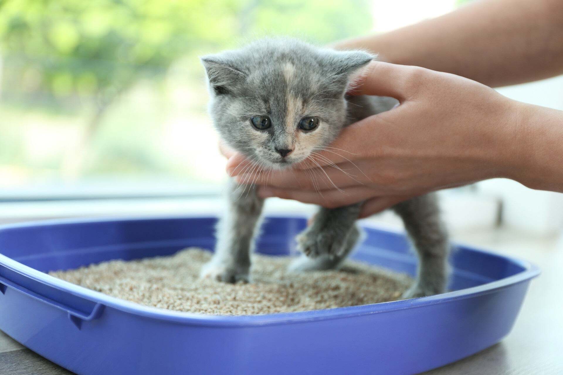 When To Introduce Kittens To A Litter Box