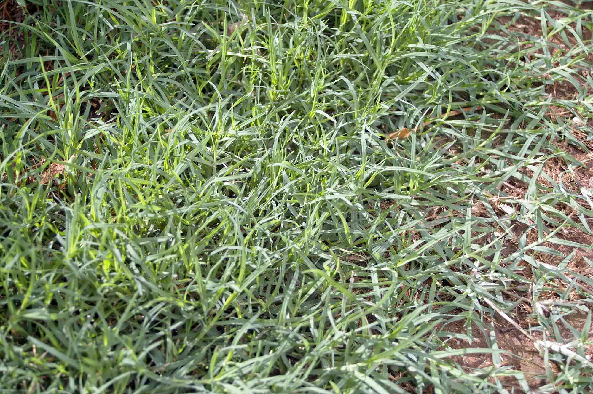 When To Seed Bermuda Grass In Georgia