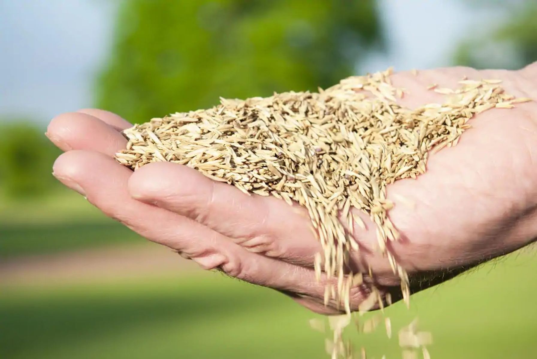 When To Seed Grass In Indiana