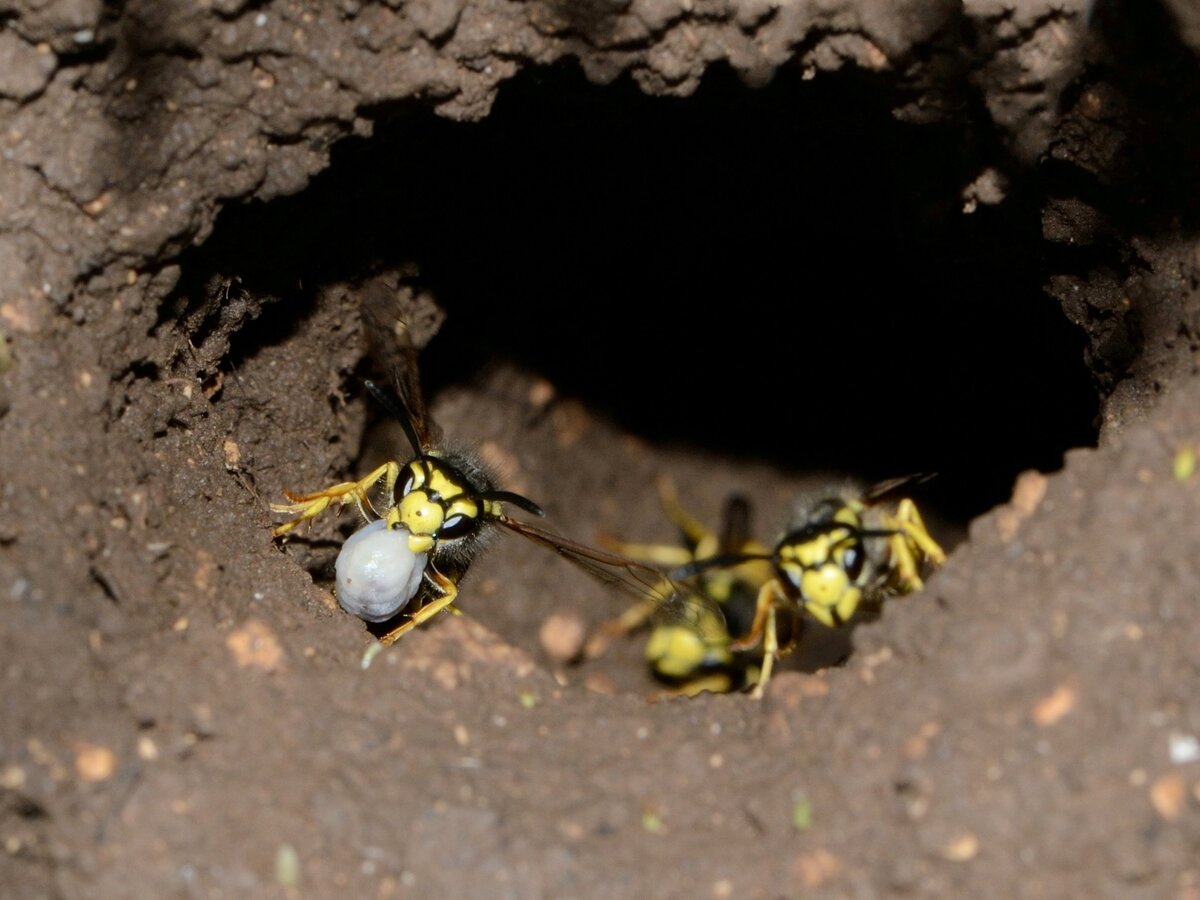 Where Do Yellow Jackets Make Their Nest
