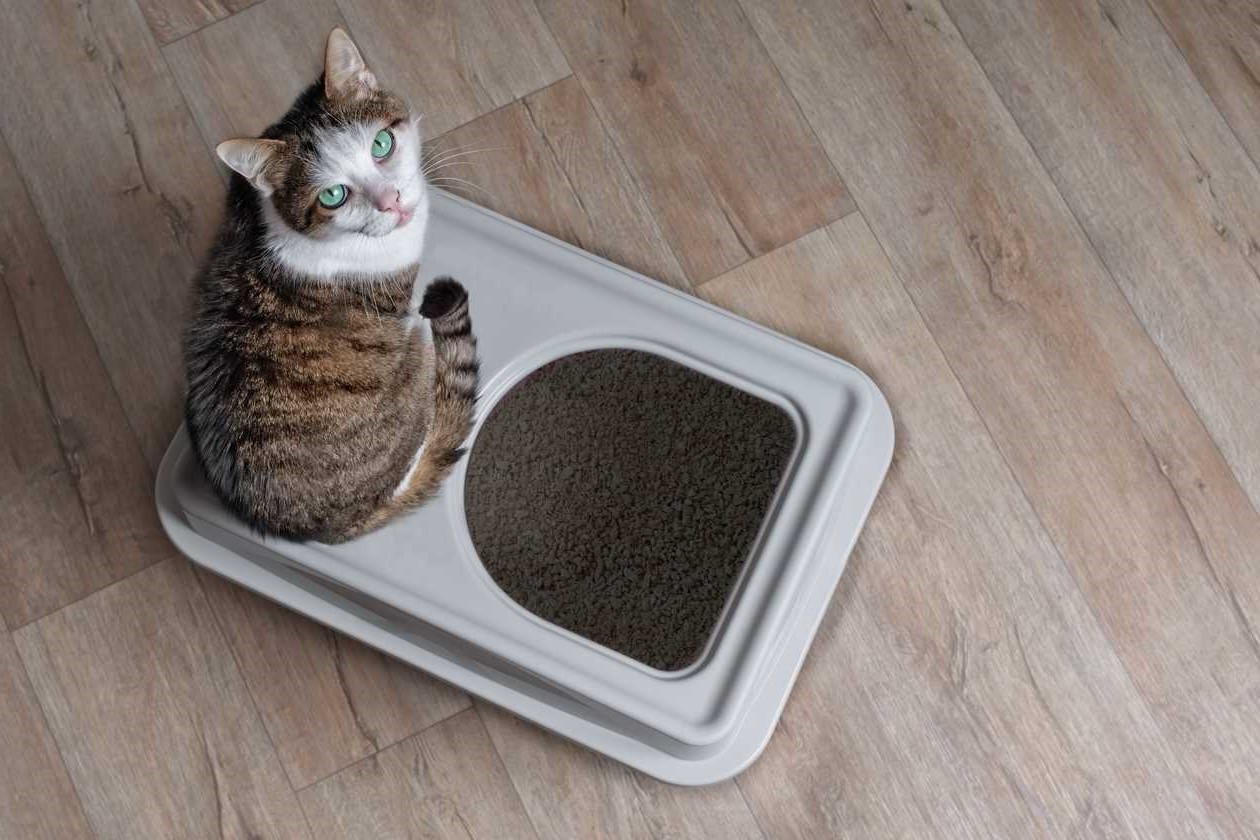 Where To Place Litter Box In An Apartment