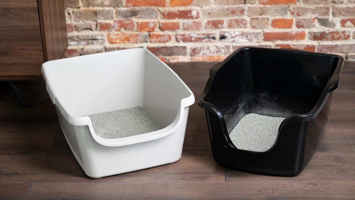 Where To Put The Litter Box In A Small Apartment