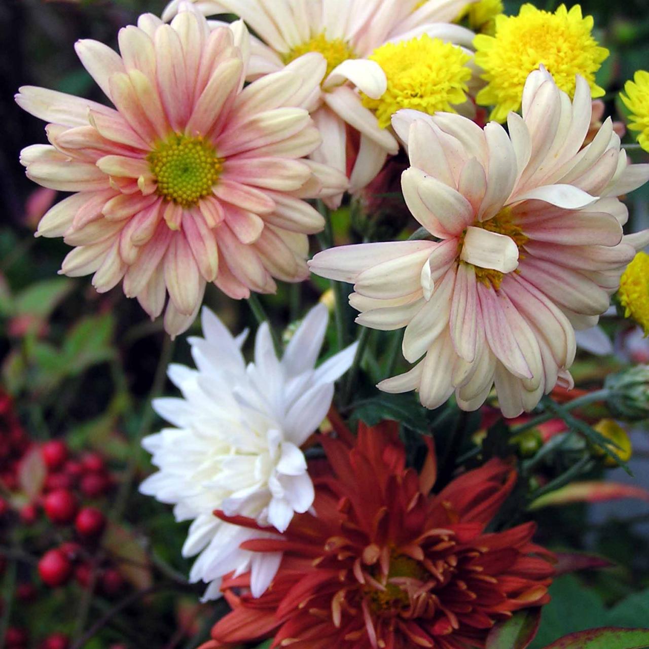 Which Mums Are Perennials