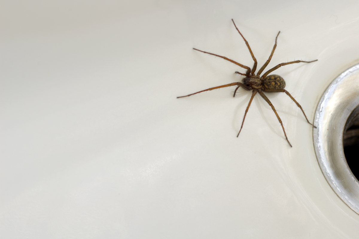Why Are There Always Spiders In My Bathtub