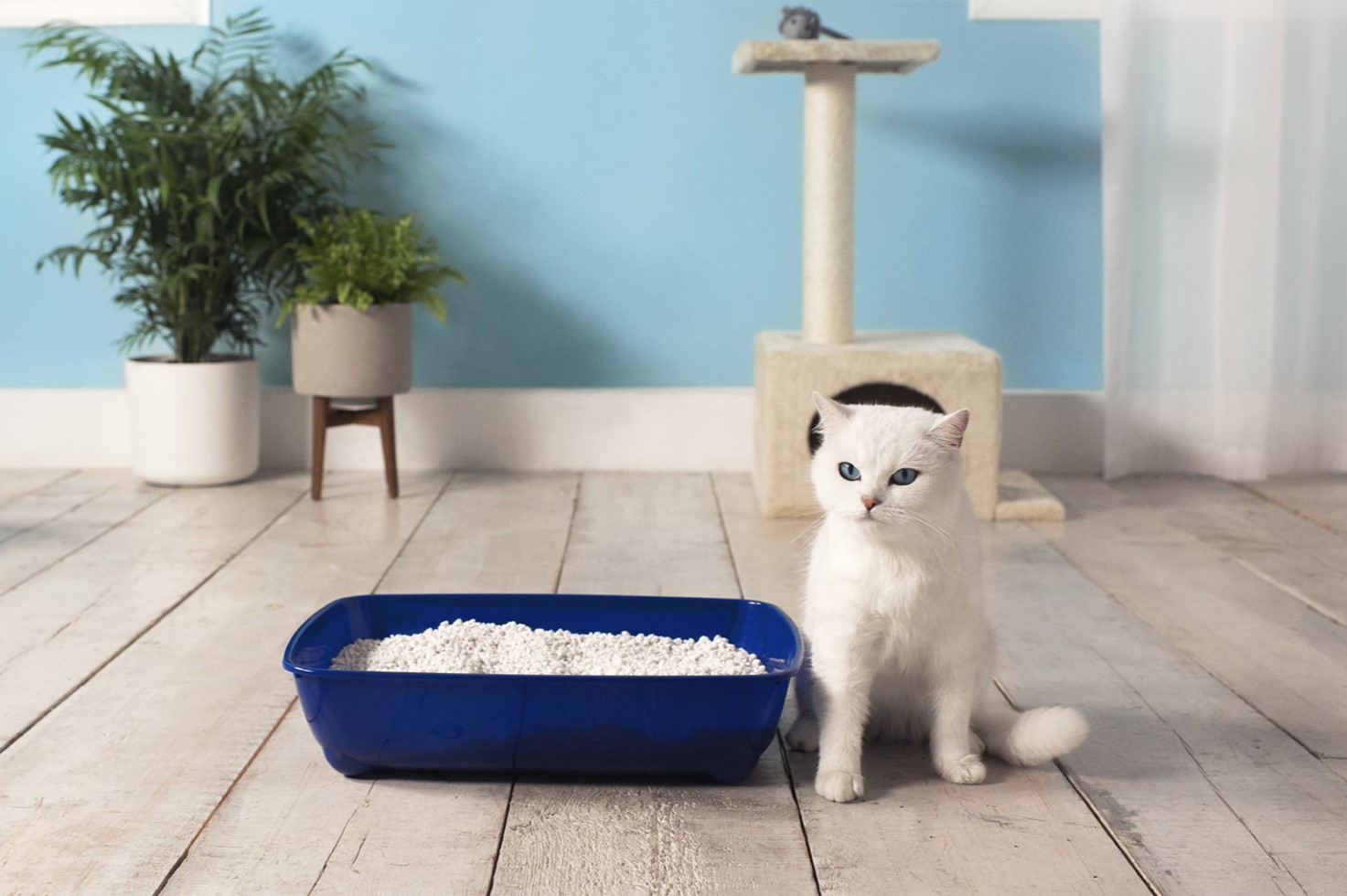 Why Cat Won’t Pee In The Litter Box
