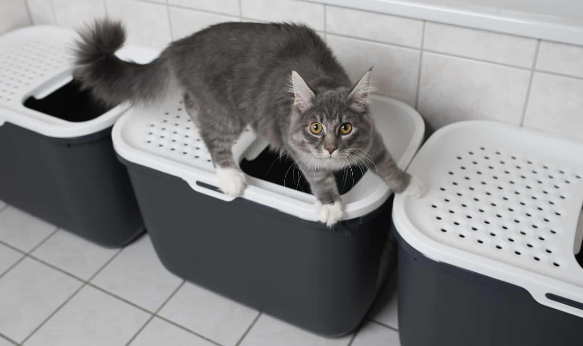 Why Choose A Top Entry Litter Box