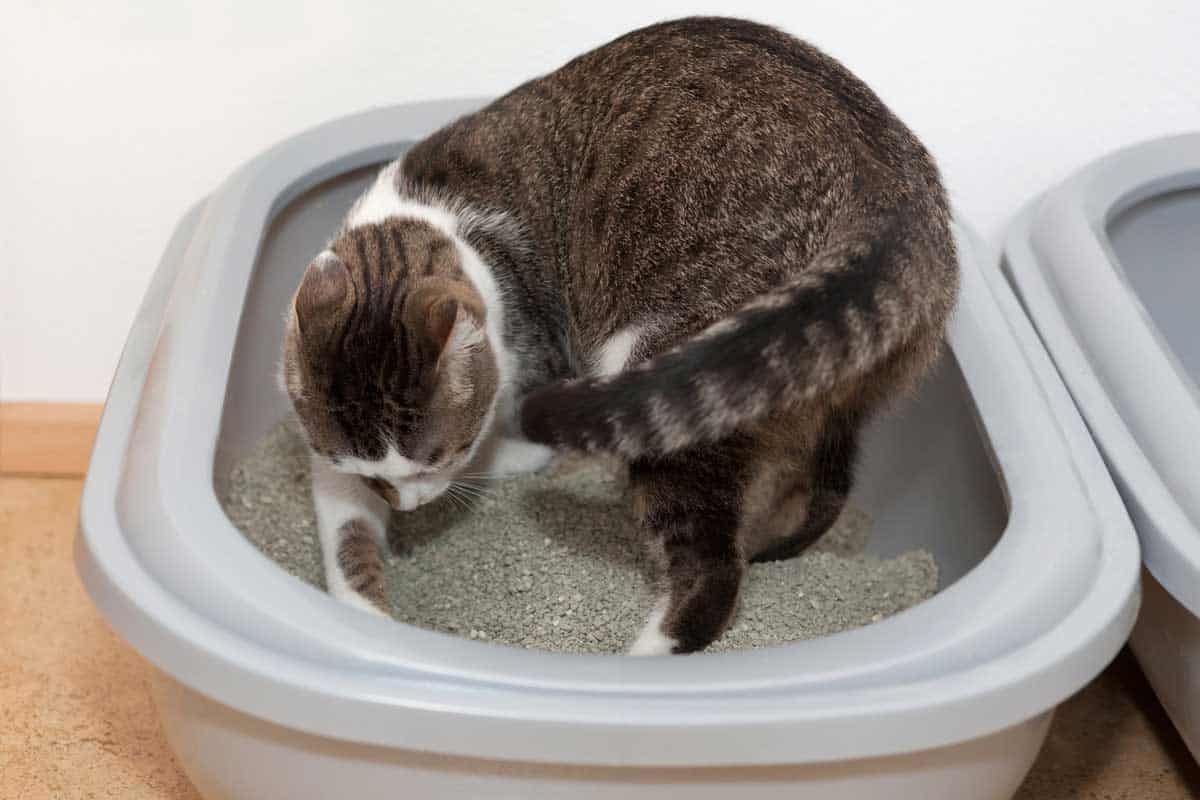 Why Do Cats Scratch The Side Of Their Litter Box