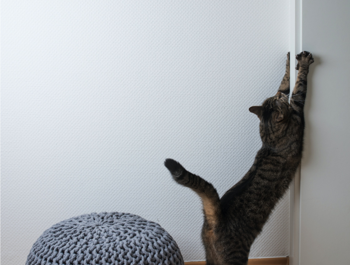 Why Do Cats Scratch The Wall After Using The Litter Box