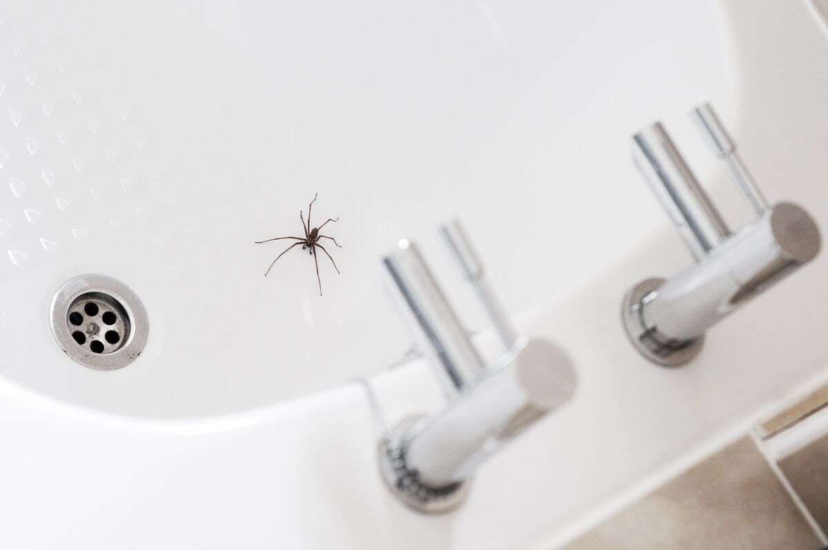 Why Do I Keep Finding Spiders In My Bathtub