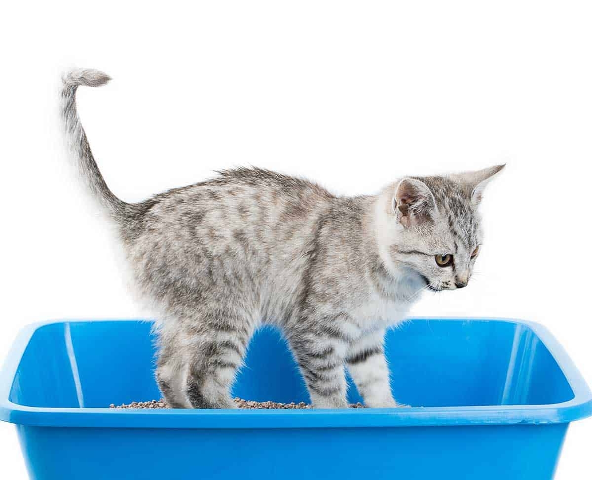 Why Do Kittens Meow When Using The Litter Box