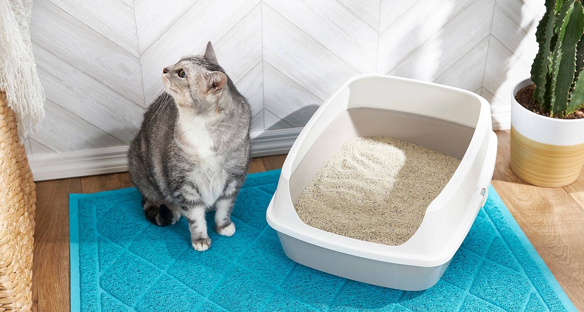 Why Do Older Cats Stop Using The Litter Box
