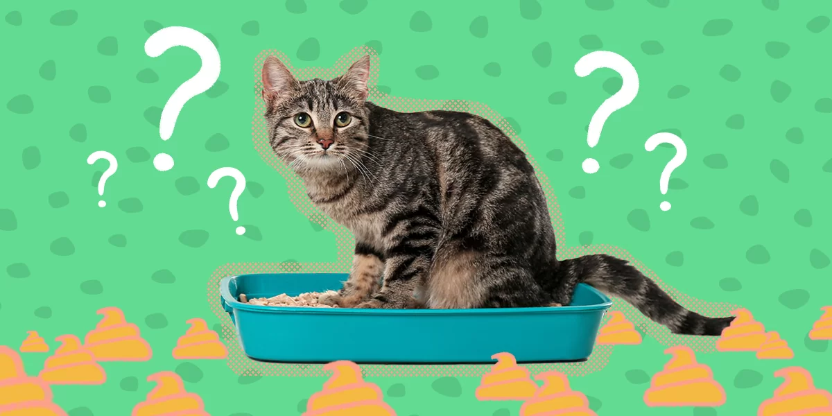 Why Does Cat Not Poop In The Litter Box