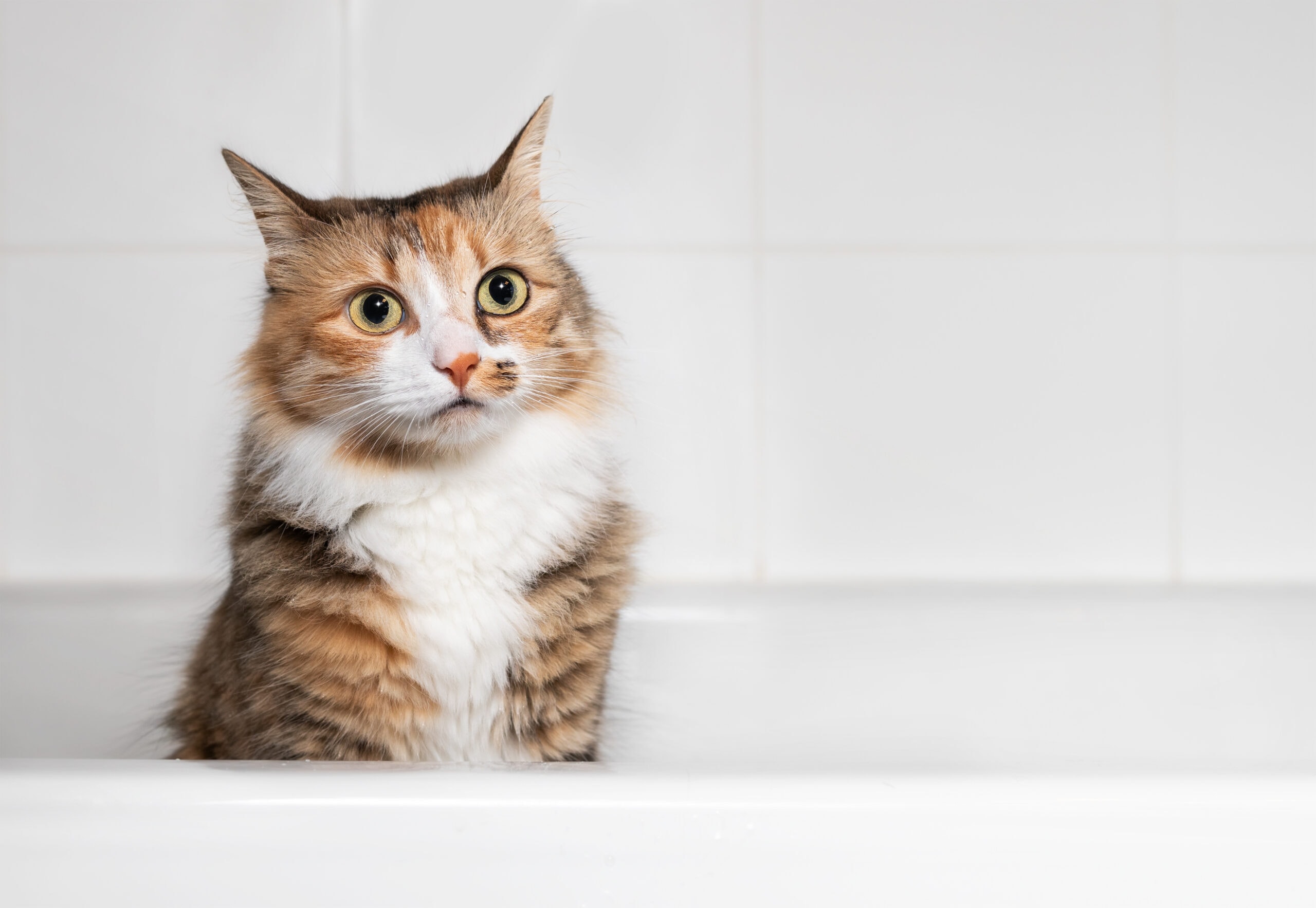 Why Does My Cat Like Sitting In The Bathtub?