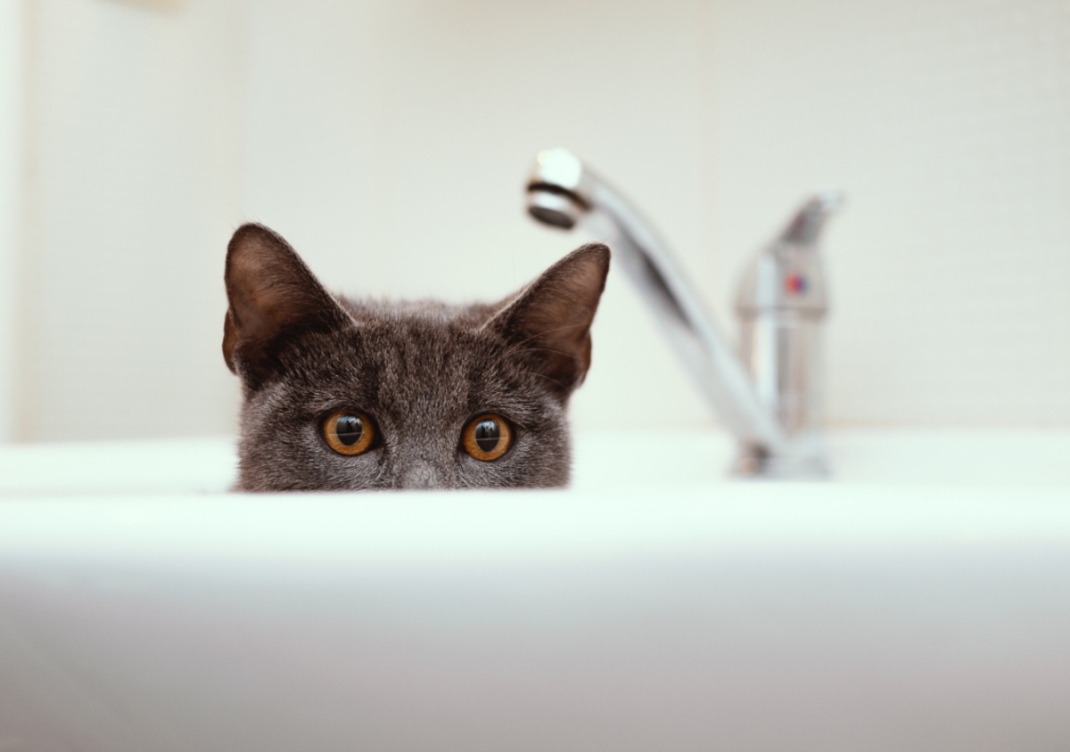 Why Does My Cat Poop In My Bathtub?