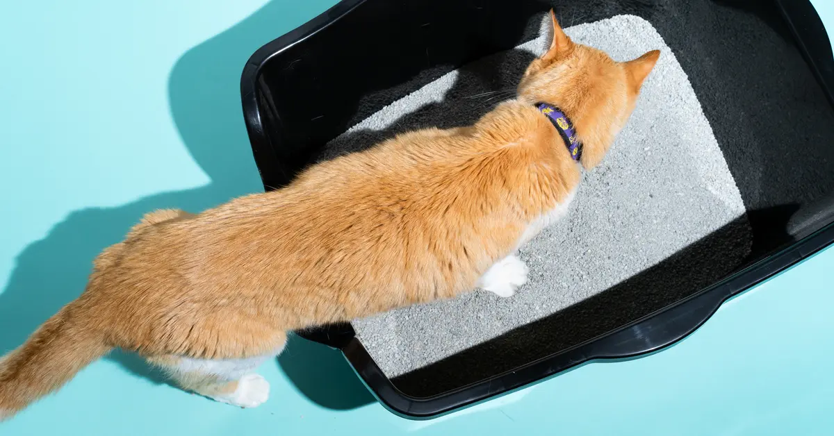 Why Does My Cat Roll Around In The Litter Box?