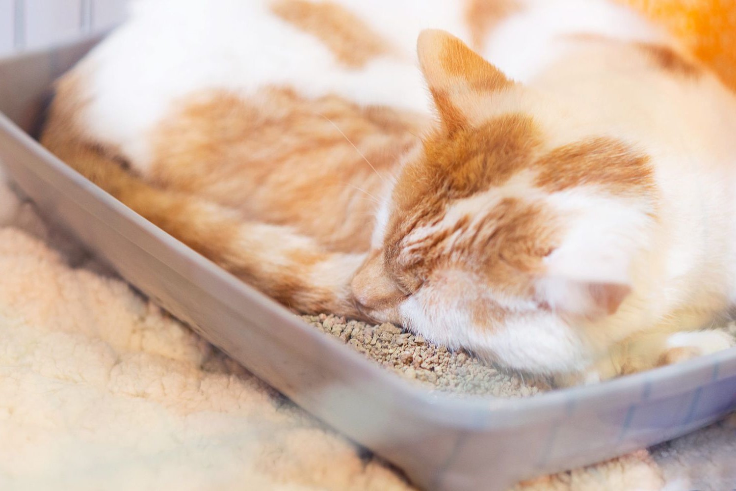 Why Does My Cat Sleep In The Litter Box?