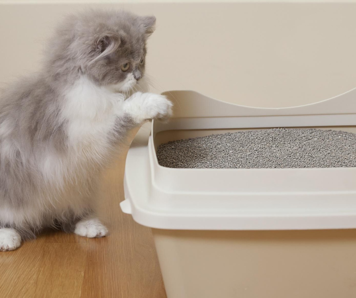 Why Does My Kitten Not Use The Litter Box