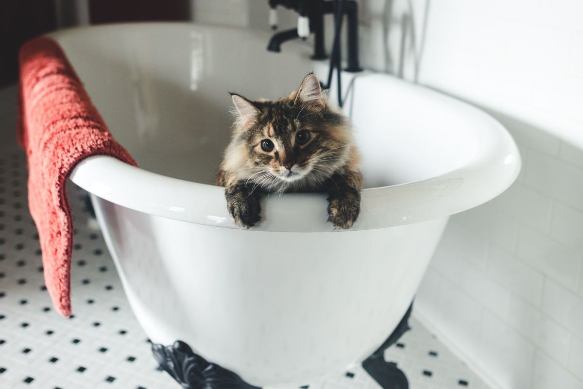 Why Is My Cat Scratching The Bathtub?