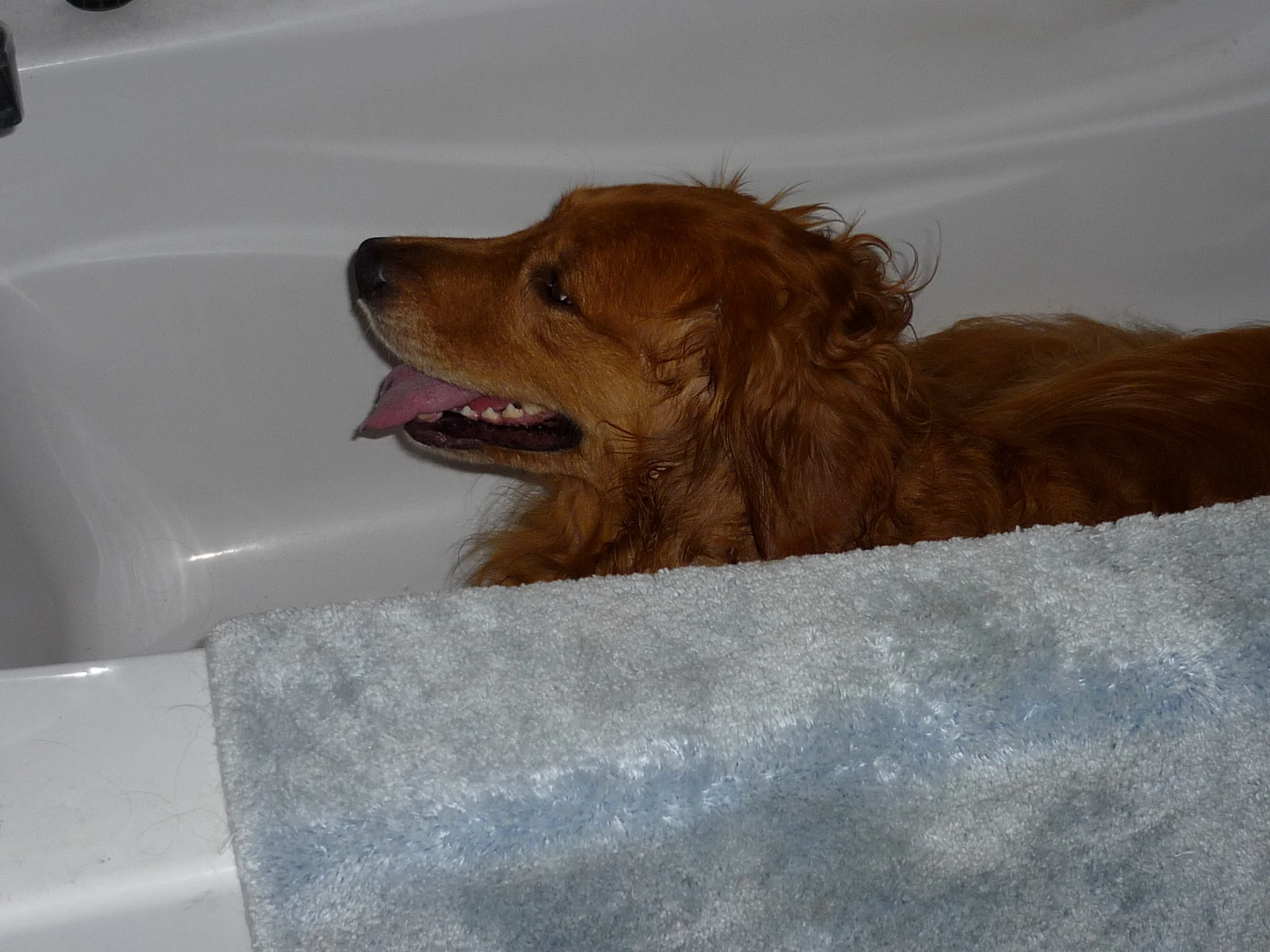 Why Is My Dog Laying In The Bathtub