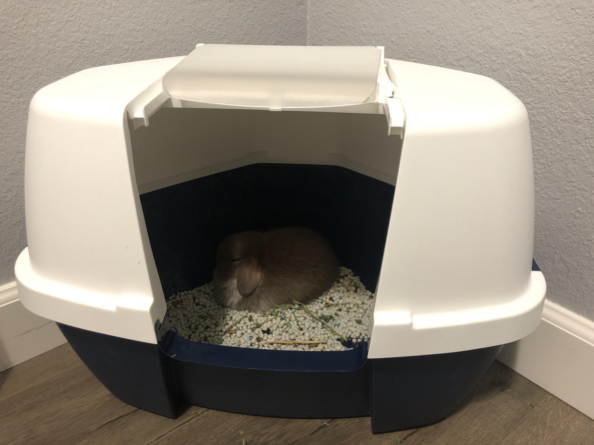 Why Is My Rabbit Sleeping In His Litter Box