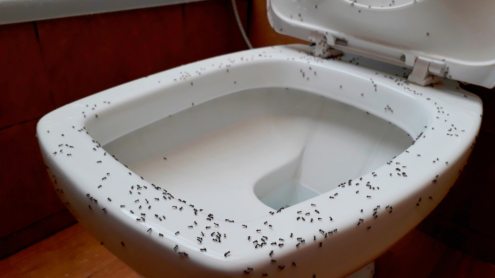 Why Is There Ants In My Toilet Bowl