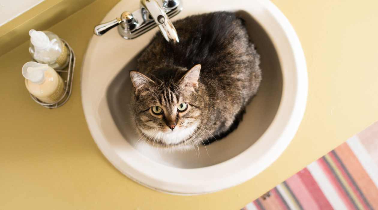 Why My Cat Won’t Poop In The Litter Box