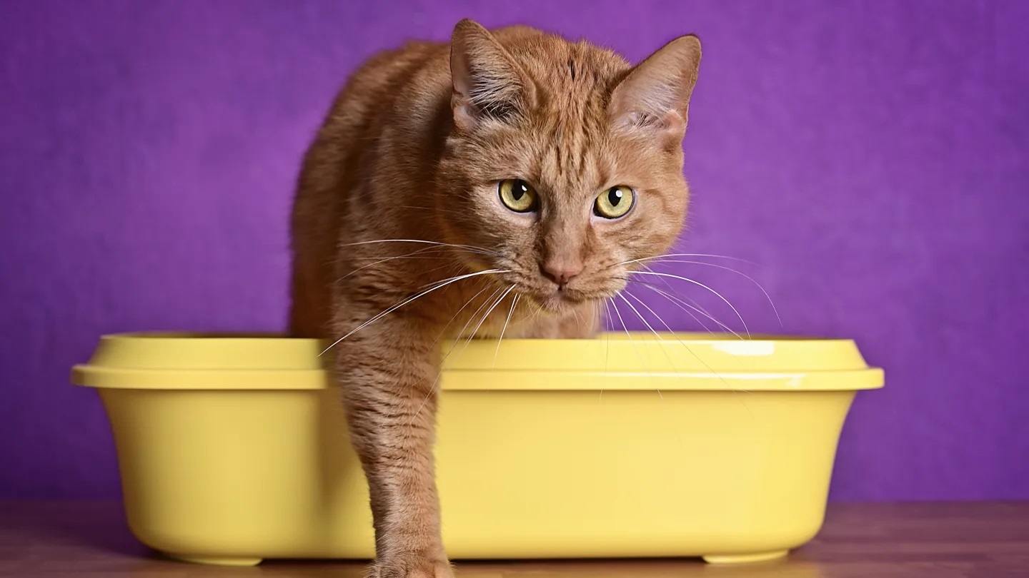 Why Won’t My Cat Use A Litter Box