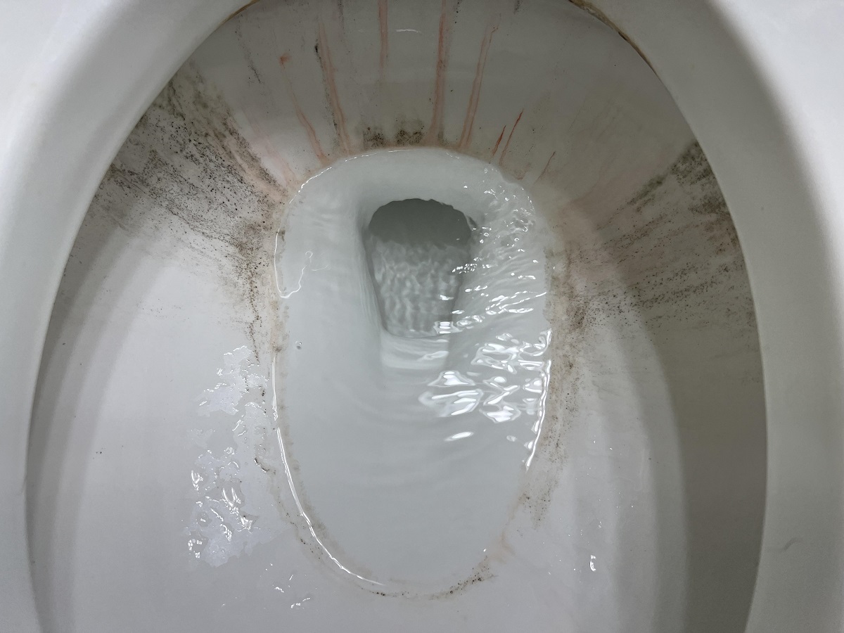 Why Would Mold Grow In Toilet Bowl