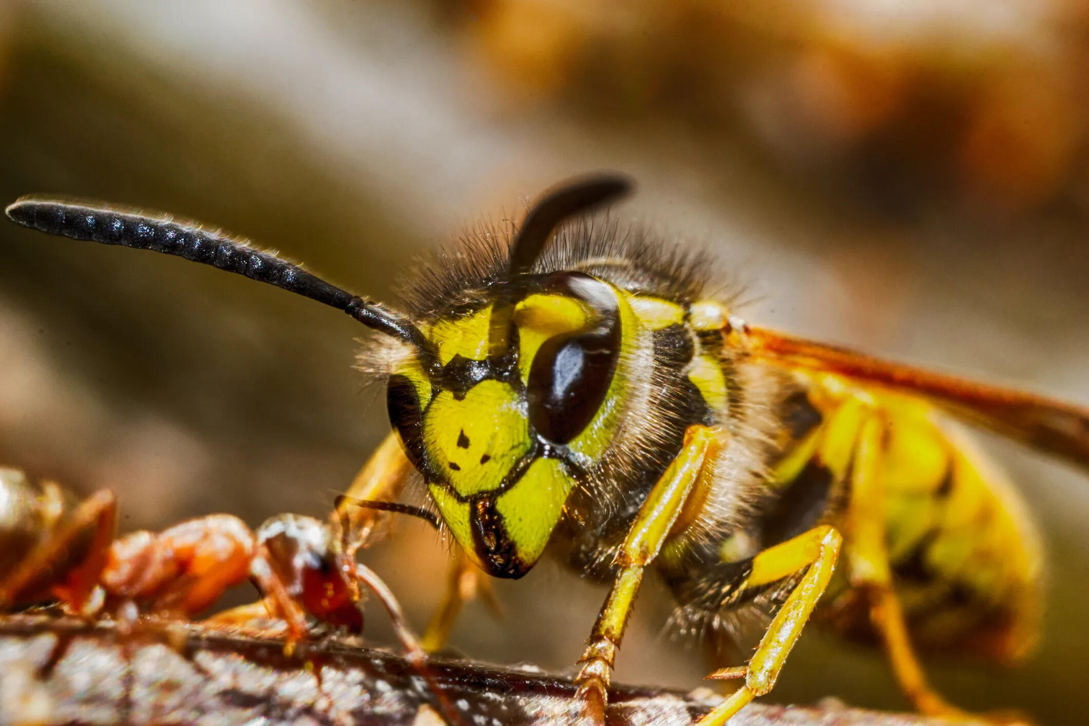 Why Yellow Jackets Are Aggressive