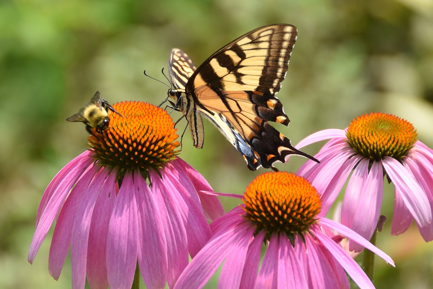 Backyard Bee-Friendly Garden Design to Attract Vital Pollinators