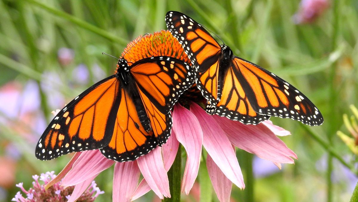 Backyard Butterfly Garden Plant Selection to Attract Pollinators