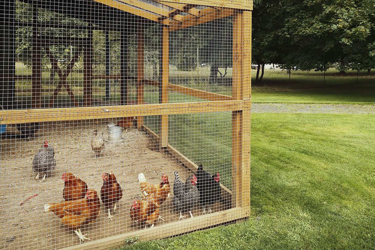 Backyard Chicken Coop Design for Backyard Egg Production