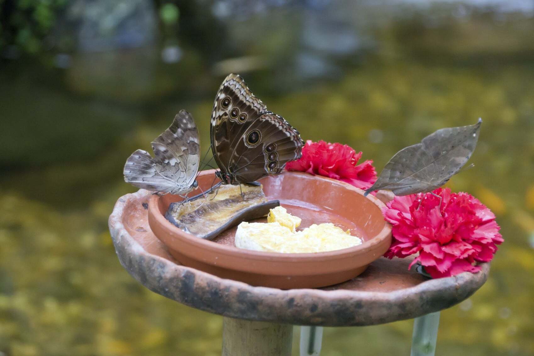 Butterfly Puddling Station to Attract Pollinators to Your Yard