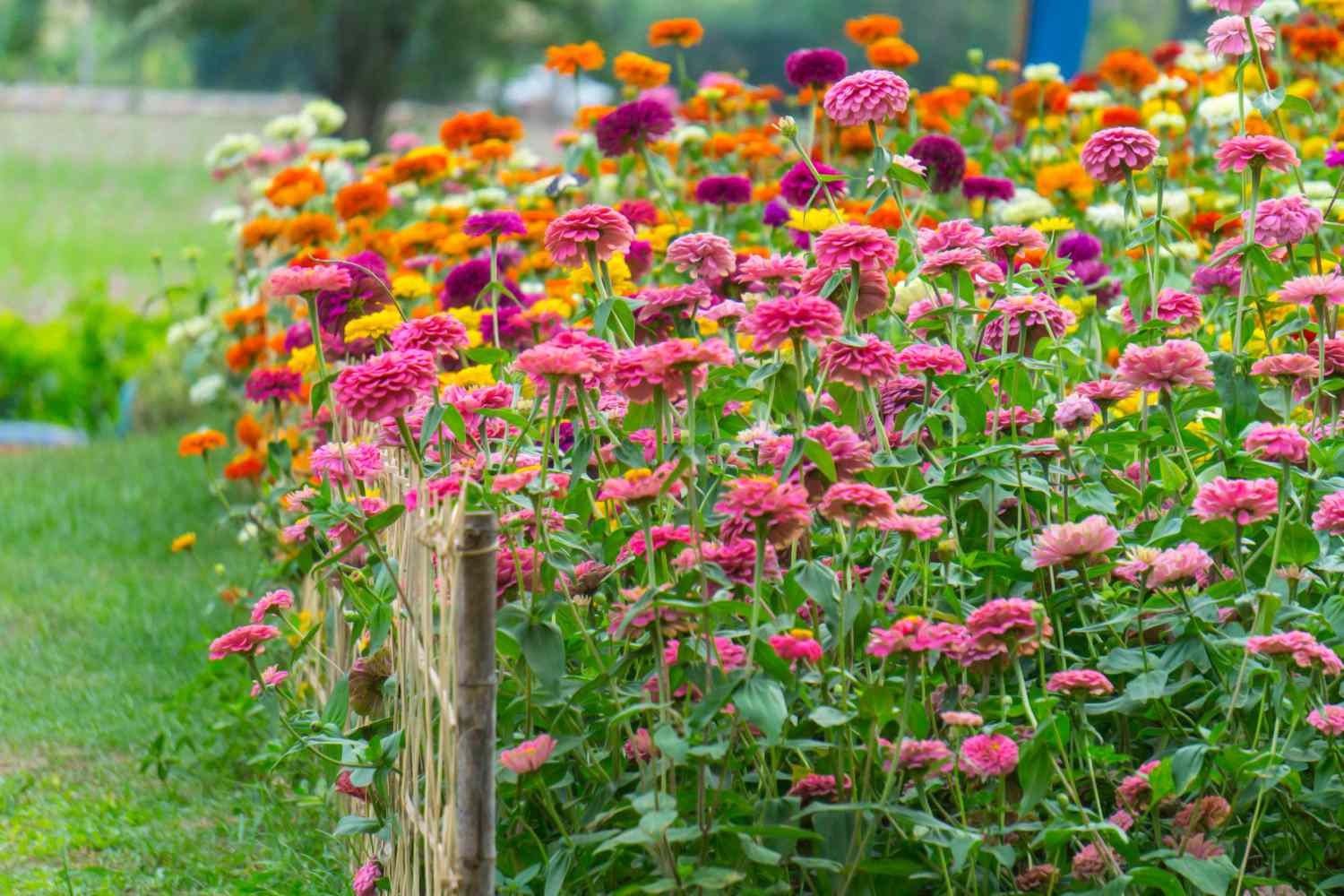 How To Design A Cut Flower Garden