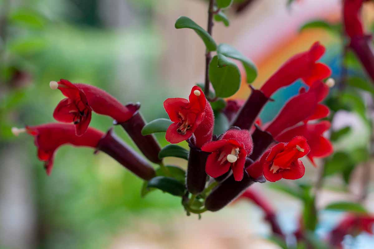 Indoor Aeschynanthus Care: Lipstick Plant Growing Guide