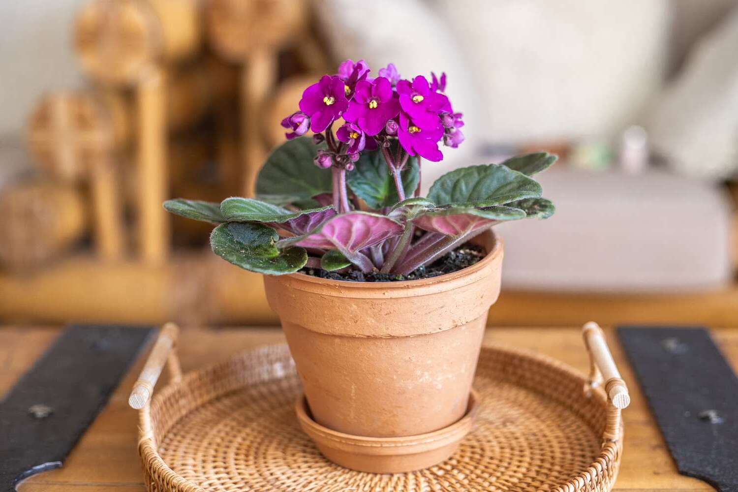 Indoor African Violet Care Tips for Colorful Flowering Plants