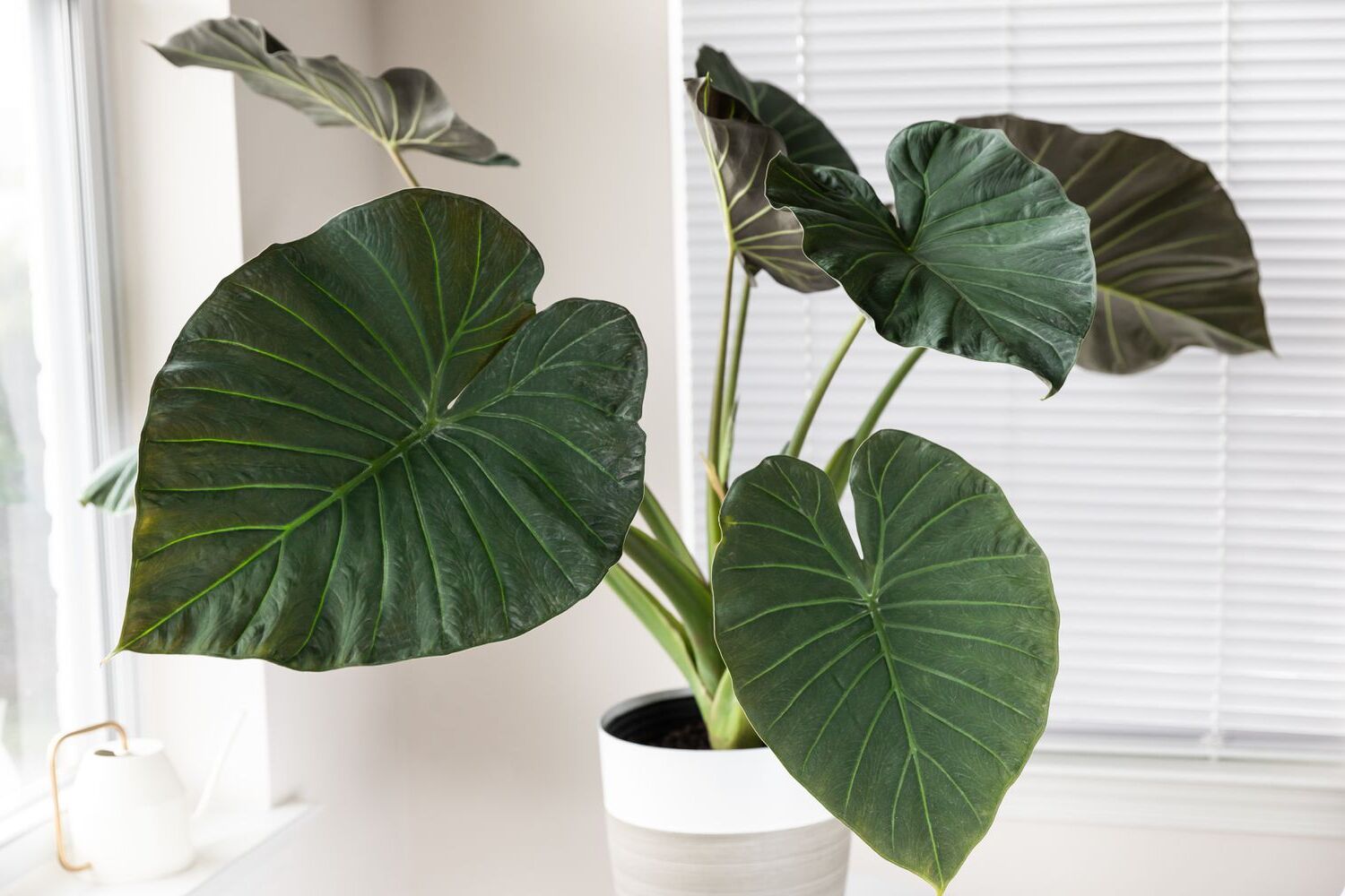 Indoor Alocasia Care Guide Elephant Ear Plant Tips