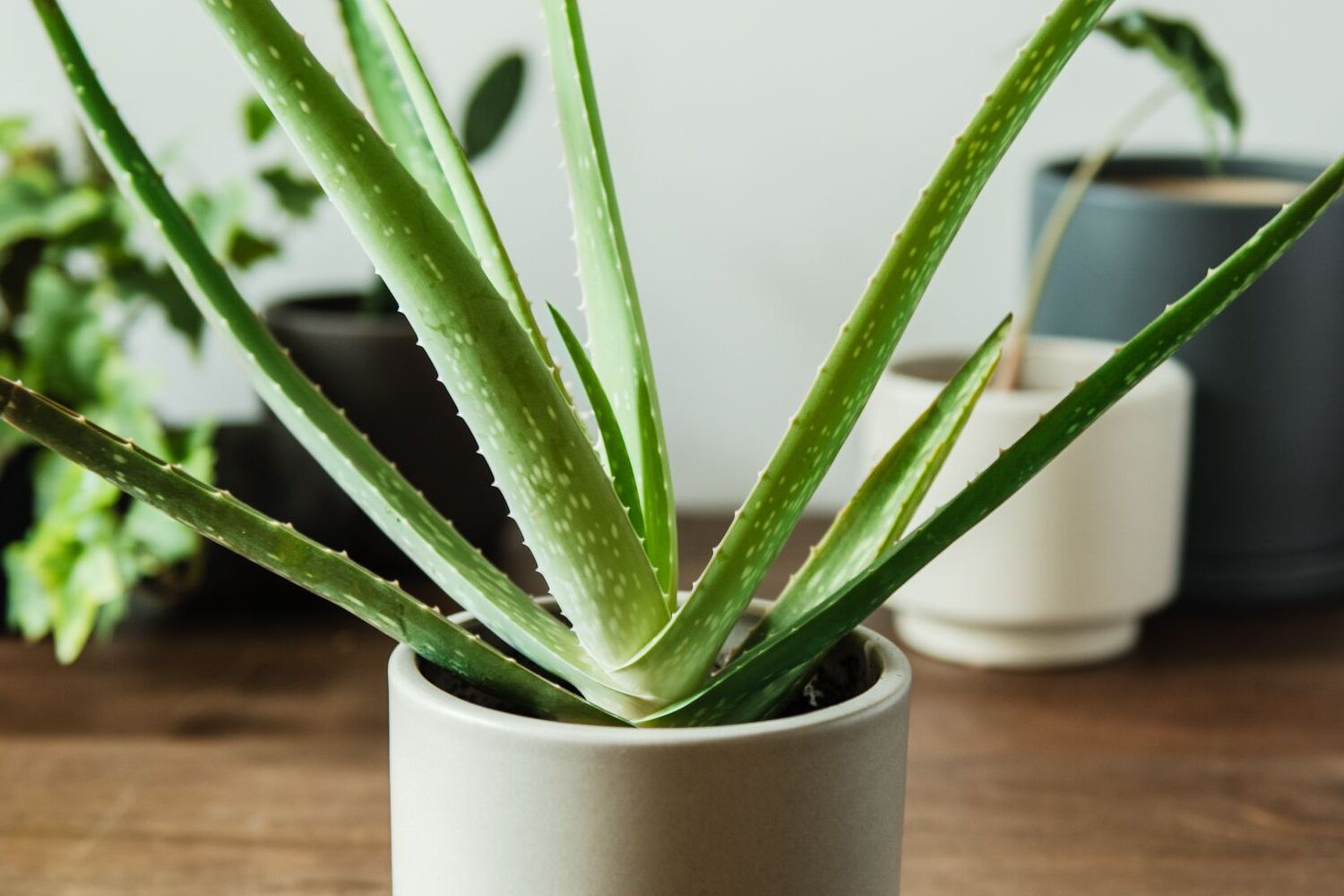 Indoor Aloe Vera Plant Care Tips to Grow Your Own Healing Gel