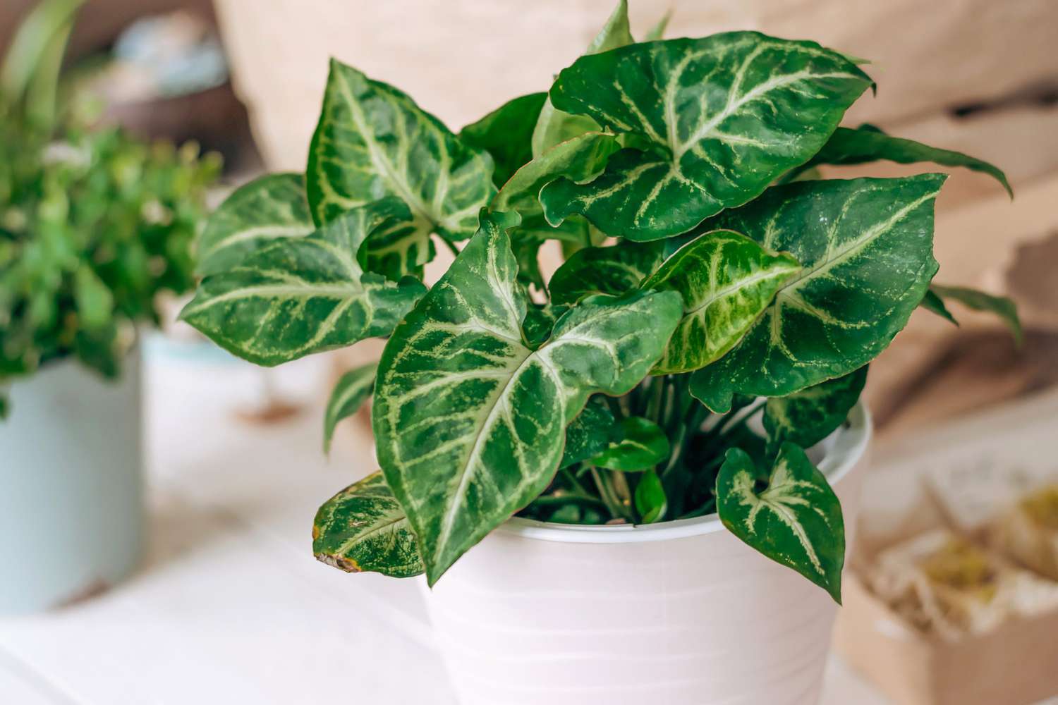 Indoor Arrowhead Plant Care and Syngonium Growing Guide