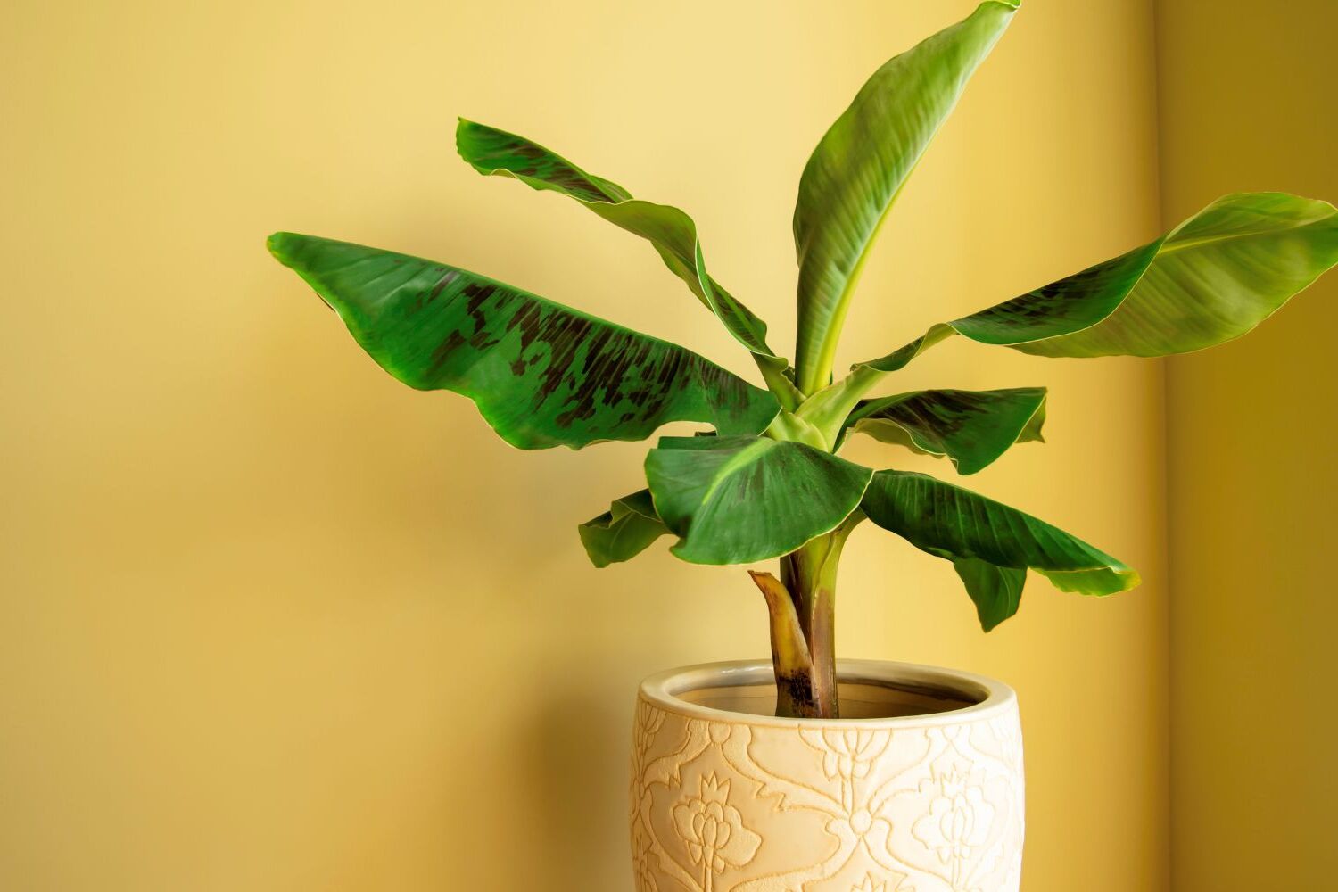 Indoor Banana Plant Care Tips: Tropical Foliage Houseplant Guide