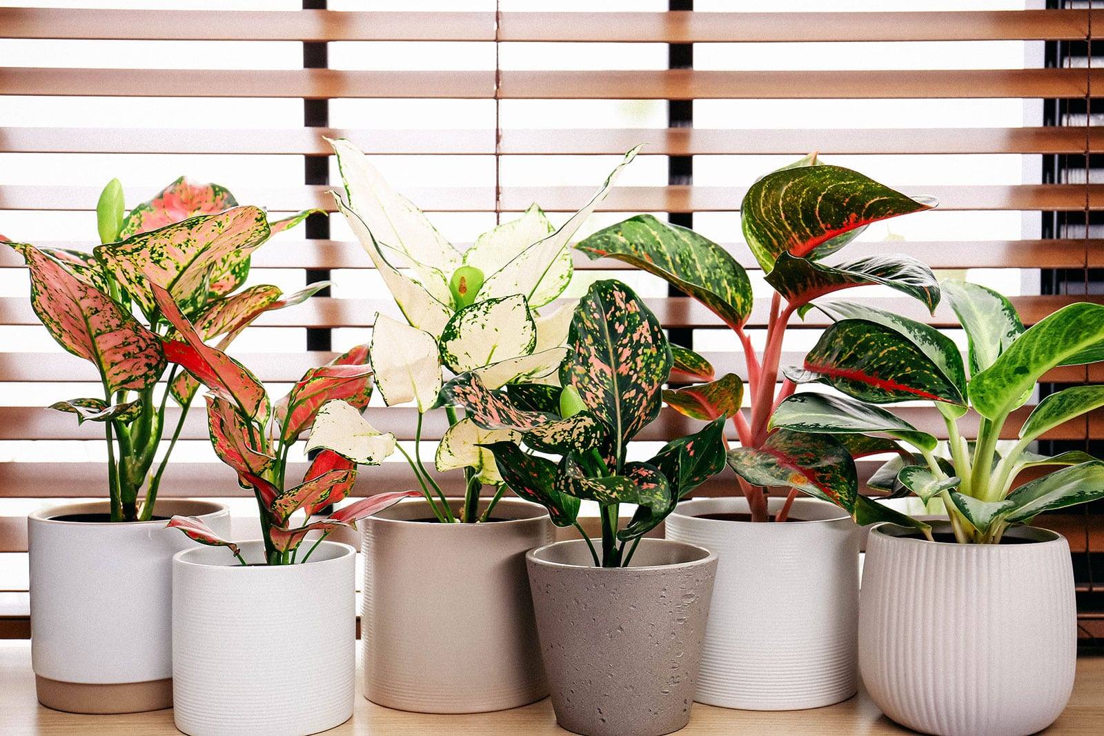 Indoor Chinese Evergreen Care and Aglaonema Growing Guide