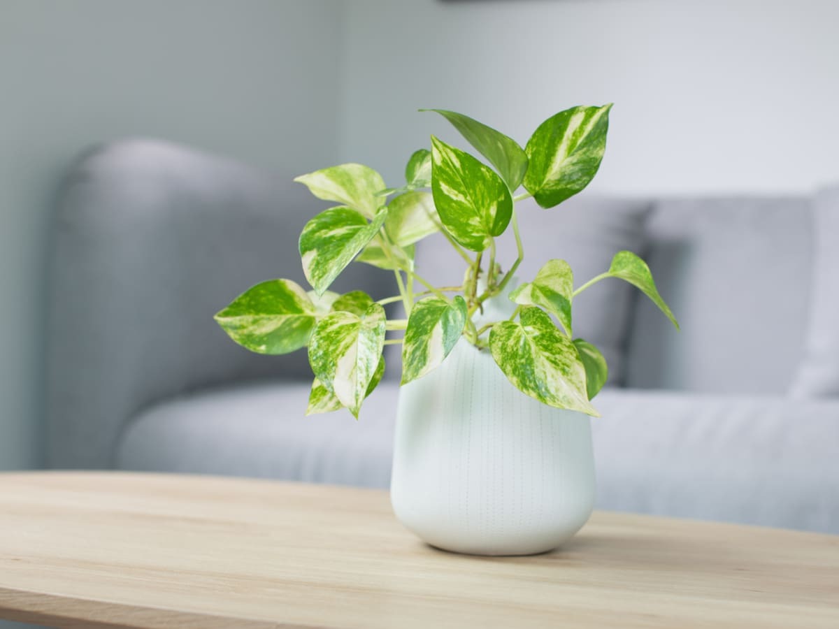 Indoor Chinese Evergreen Care and Air-Purifying Plant Guide