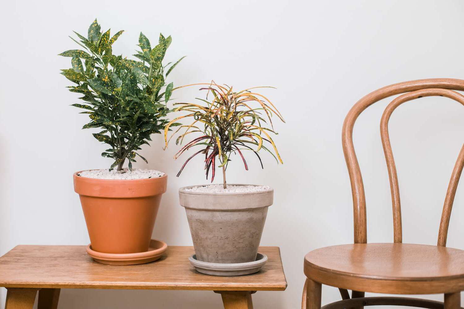 Indoor Croton Plant Care: Colorful Foliage Houseplant Guide