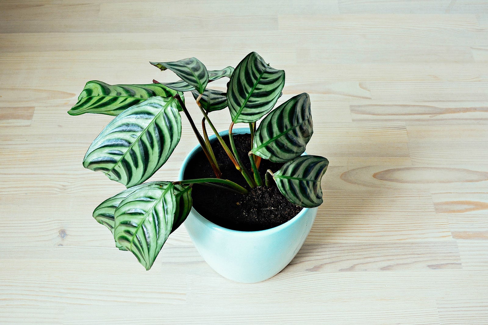 Indoor Ctenanthe Care Tips: Prayer Plant Family Guide