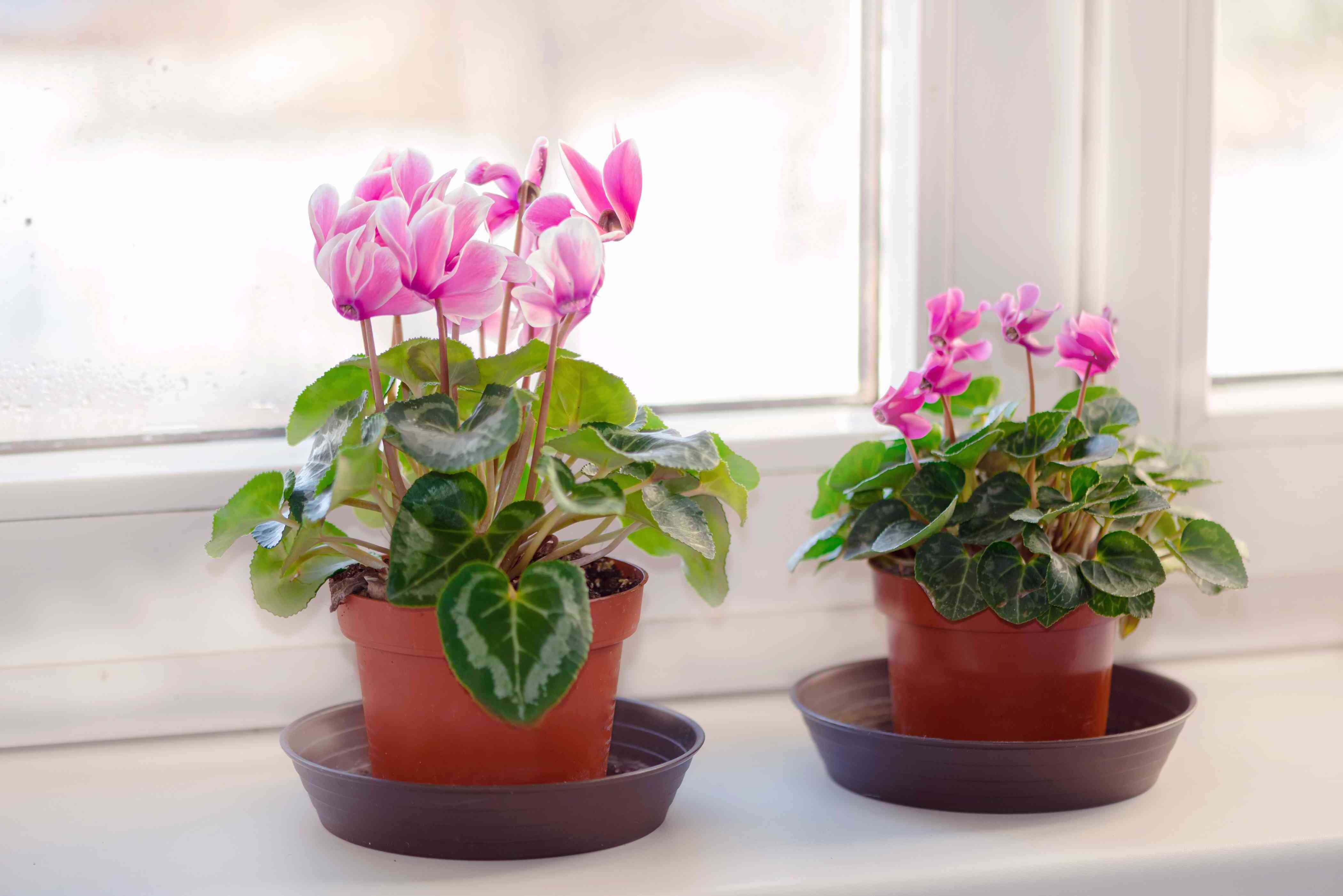 Indoor Cyclamen Care Tips Flowering Houseplant Guide